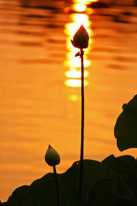 比利时选手在跳水比赛中实现完美动作