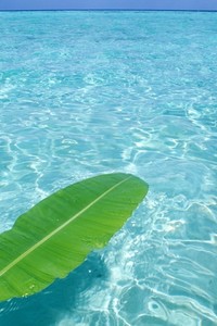 比利时选手在跳水比赛中实现完美动作