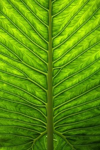 比利时选手在跳水比赛中实现完美动作